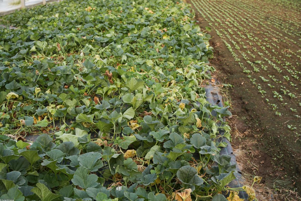 Row crop stand reviewed field by field during the growing season